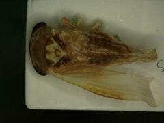 Idiocerus stigmaticalis