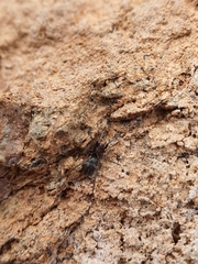 Corinnidae