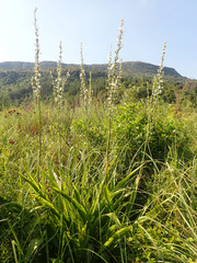 Chlorophytum krookianum