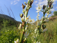 Chlorophytum krookianum