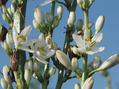 Chlorophytum krookianum