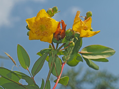 Hypericum forrestii