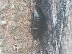 Blaberidae