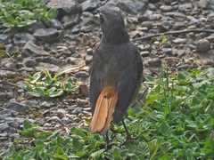 Cossypha caffra caffra