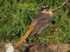 Cossypha caffra caffra