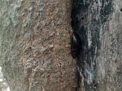 Blaberidae