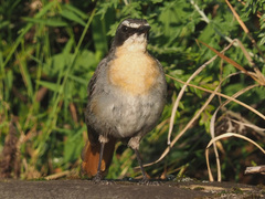 Cossypha caffra caffra