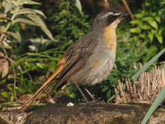 Cossypha caffra caffra