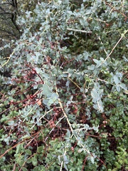 Ceanothus leucodermis