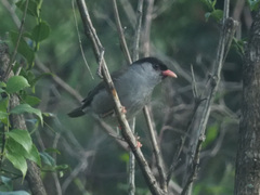 Sylvia nigricapillus