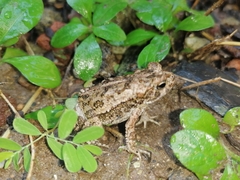 Incilius marmoreus
