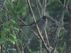 Sylvia nigricapillus