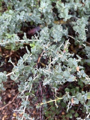 Ceanothus leucodermis