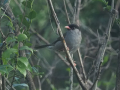 Sylvia nigricapillus