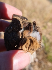 Corinnidae