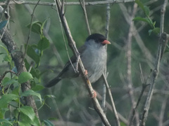 Sylvia nigricapillus