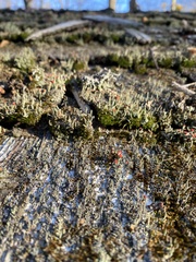 Cladonia floerkeana