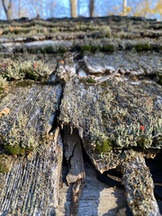 Cladonia floerkeana