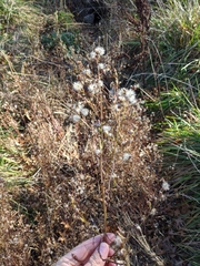 Symphyotrichum subulatum subulatum