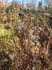 Symphyotrichum subulatum subulatum