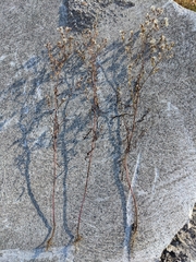 Symphyotrichum subulatum subulatum