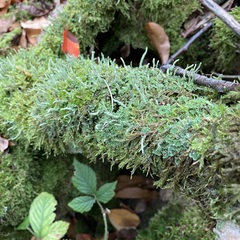 Cladonia coniocraea