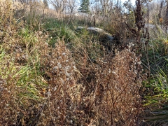 Symphyotrichum subulatum subulatum