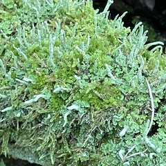 Cladonia coniocraea