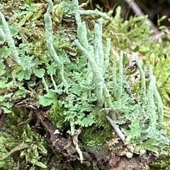 Cladonia coniocraea
