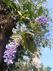 Petrea volubilis