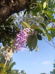 Petrea volubilis