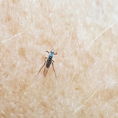Aphidomorpha