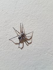 Corinnidae