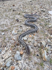 Psammophis crucifer