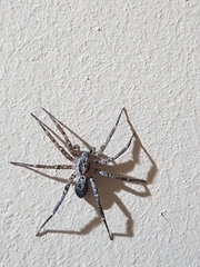 Corinnidae