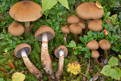 Cortinarius pholideus