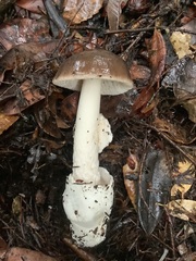 Amanita pachycolea