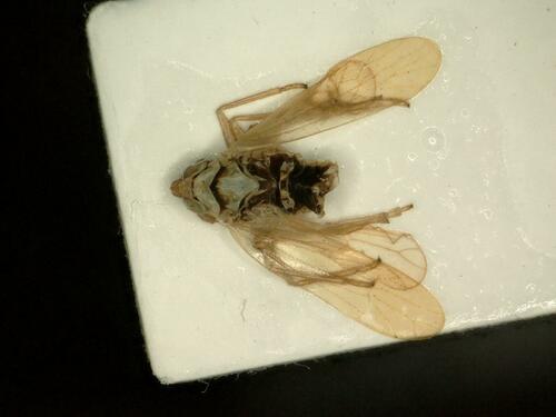 Chloriona vasconica
