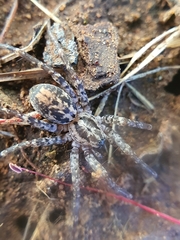 Corinnidae