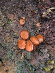 Scutellinia