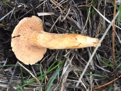 Hygrophoropsis