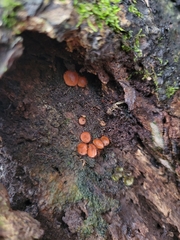 Scutellinia