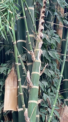 Bambusa vulgaris