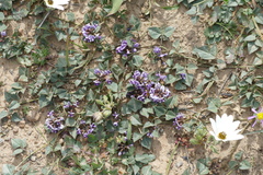 Dolichos decumbens