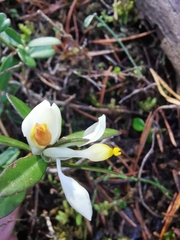 Polygaloides chamaebuxus