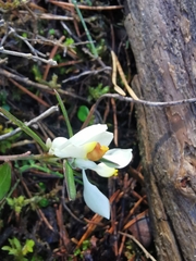 Polygaloides chamaebuxus