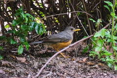 Turdus olivaceus olivaceus