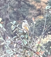 Trochalopteron variegatum