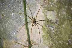 Pandercetes