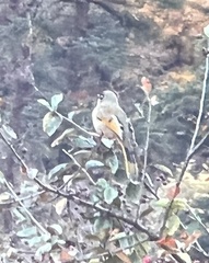 Trochalopteron variegatum